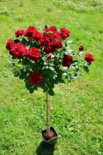 Роза флорибунда (красная) ШТАМБ | Rose Floribunda (red) SHTAMB | Троянда флорібунда (червона) ШТАМБ